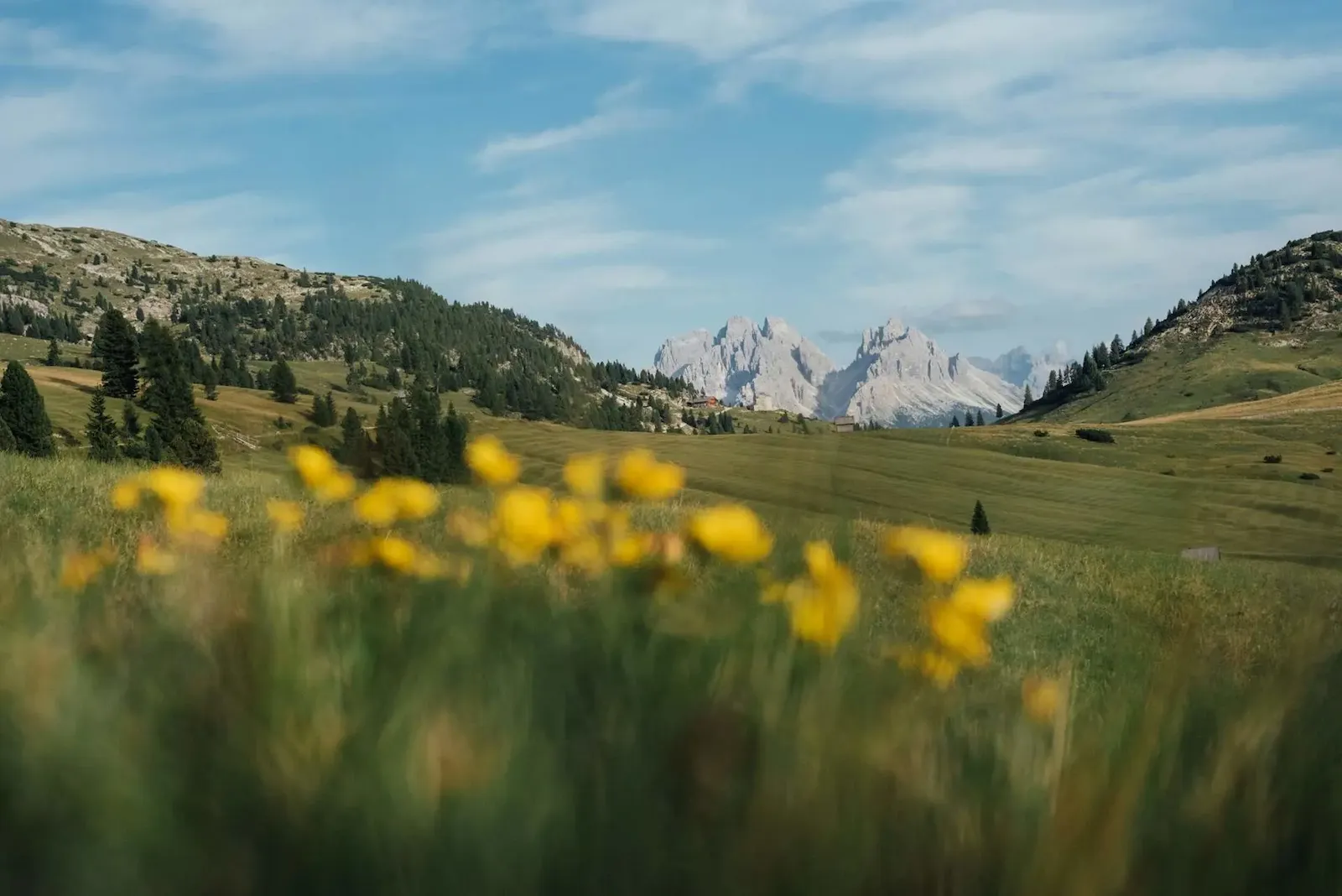 Flora e Fauna di Prato Piazza: La Biodiversità dell'Altipiano Patrimonio UNESCO