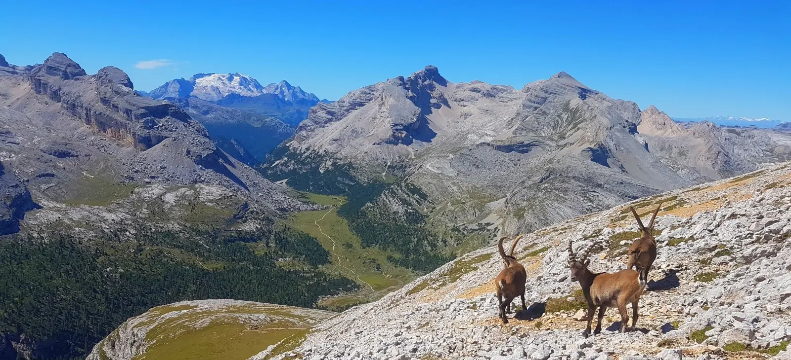 Guida Completa al Lago di Braies: Flora e Fauna del Parco Naturale Fanes-Senes-Braies